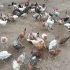 دجاج بلدي بياض