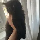 قطط للبيع المستعجل