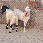 تيوس للبيع تشاليح الجبيل