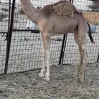 ناقه سودانيه تحتها بكره بنت عز الجيش جمل ياسر عميره الجهني