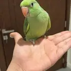 للبيع دره هنديه أليفه متكلمه (لون نادر)