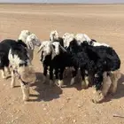 طليان نجد (( تم البيع ))