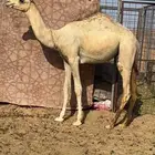 قعود ول. المتحد اخو الشبابي