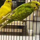 طيور زينه للتربيه