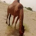 بكره ملاقي