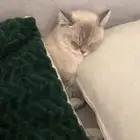 قطه هملايا شيرازي تبني ( بشرط خوف الله فيها وعدم تعقيمها)