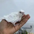 فروخ كنيور وكروان تقبل الغر ومشروطه