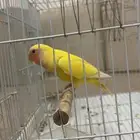 روز مفقود