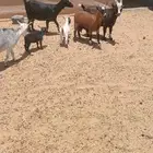 نوادر الحيوانات