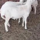 طليان رفد شحم