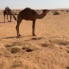 قعود قصب