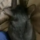 قط اسود ذكر ل التبني عمره 5 شهور