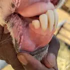 فحل حري مشروط القريع تمم البيع