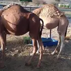 قعود وبكره العمر فوق 9 شهور الموقع رخو