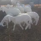 بهم حري