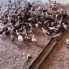 دجاج.