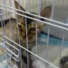 قطة للتبني
