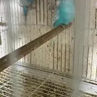 جوز بادجي مع فروخ