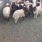 للبيع عدد 28 خروف نعيمي 7شهور وفوق طيبة بالحيل