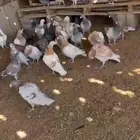 حمام صنف للبيع