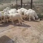11 خروف