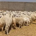 غنم حري حرش