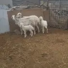 ضان كل واحده معها واحد السن واحد سديس وتامه الحد 1250