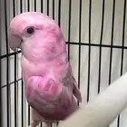 ذكر روز البينو عيون حمر غير اليف