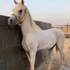 خيل شعبي عربي