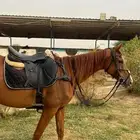 فرس انجليزي