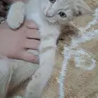 خمس قطط كبيره و صغيره للتبني العاجل