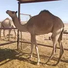 بكره سلالتها ذهب فيها الطويل و الذيب