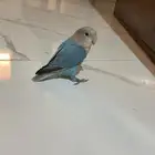 ببغاء روز الوان نادره