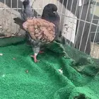 انثى كنق