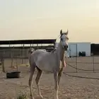 حصان للبيع