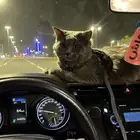 قطو لتبني شيرازي