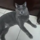 قط للتبني