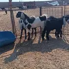 تيوس وجفار للبيع