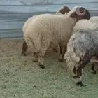 سلام عليكم ورحمة وبركاته للبيع ذبيحة