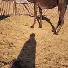 للبيع 3 بكار كفو