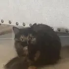 قطط لتبني