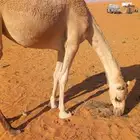 للبيع بكره حقه