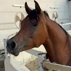 حصان فاخر