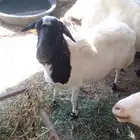 نعجتين