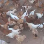 دجاج بلدي آلعمر شهرين ونص الموقع القصيم بريده