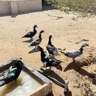 للبيع 9ذكور بط شرط الصحه و الاظراب