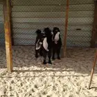 معزا عوراض للبيع