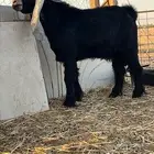 للبيع تيس عارضي وجذعات