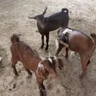 ماعز