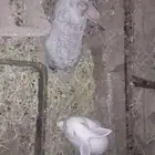 ارانب بلدي كفو